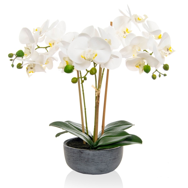Phalaenopsis Real Touch White Stem 45cm