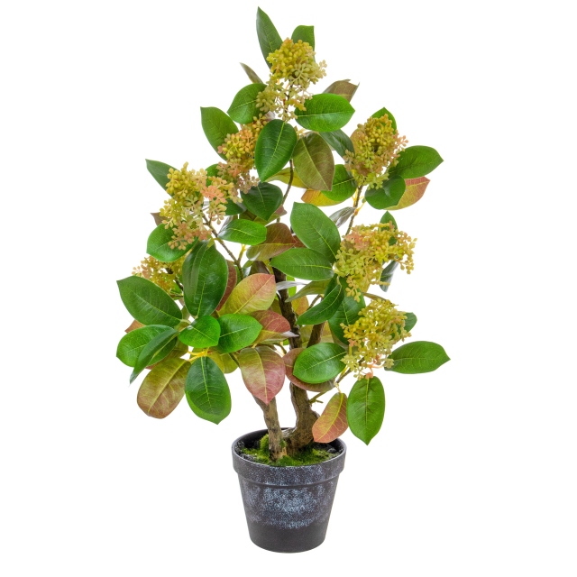 Skimmia Red/Pink in Pot 60cm