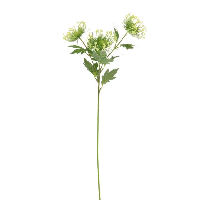 Green Spray - Protea