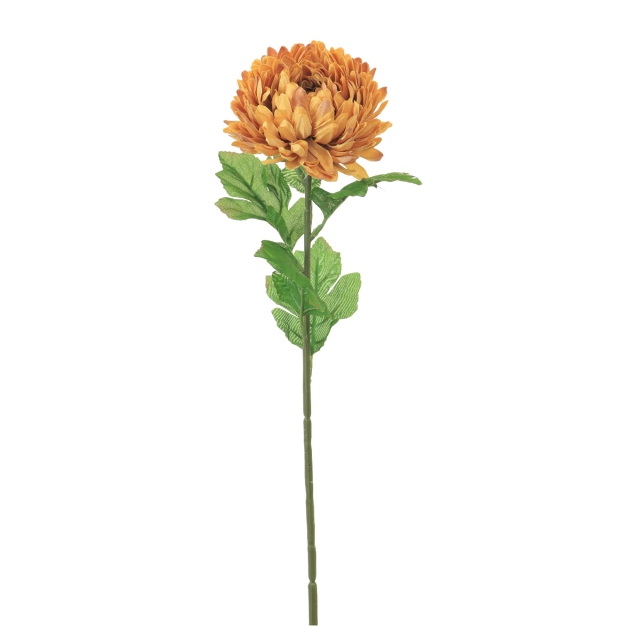 Chrysanthemum Single Orange