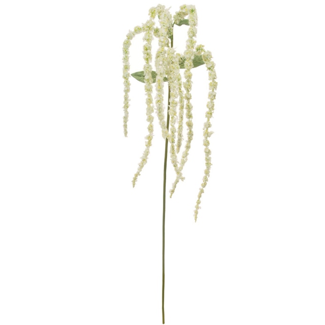 White Spray - Amaranthus