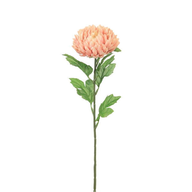 Chrysanthemum Single Pink