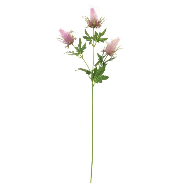 Lilac Spray - Eryngium