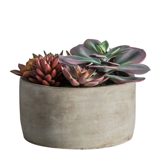 Potted Mixed Succulent Green & Pink