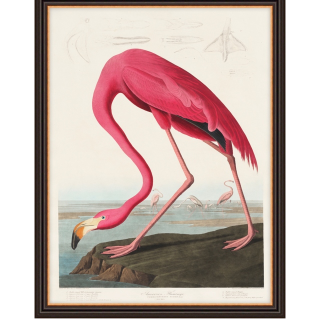 by John James Audbon - American Flamingo