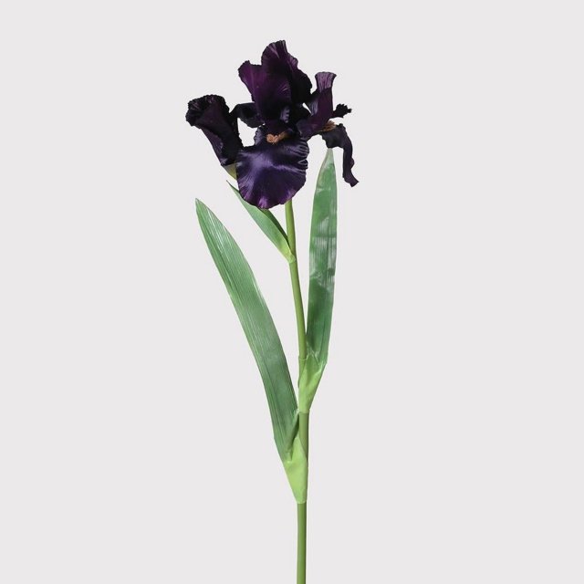 Iris Stem Dark Purple