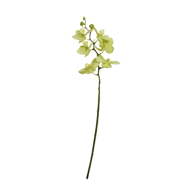 Green Orchid Spray with Buds