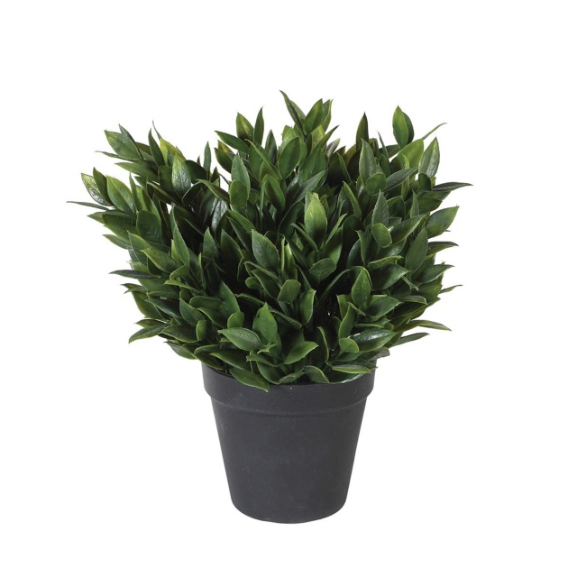 Potted Plant - Succulent
