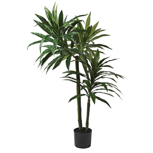 Plant - Green Dracaena