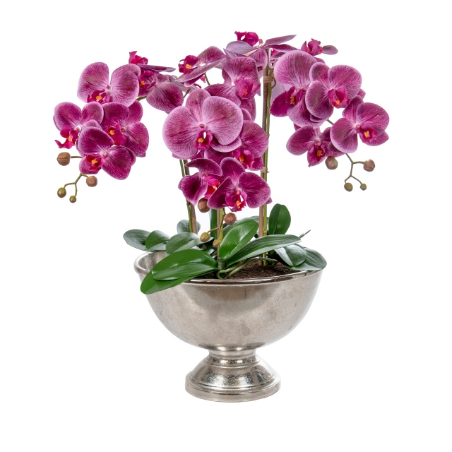 In Bamburgh Bowl - Orchid Phal Purple