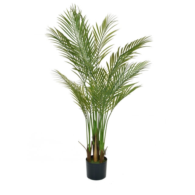 Small Areca - Palm