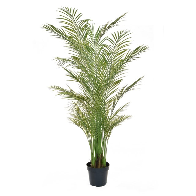 Large Areca - Palm