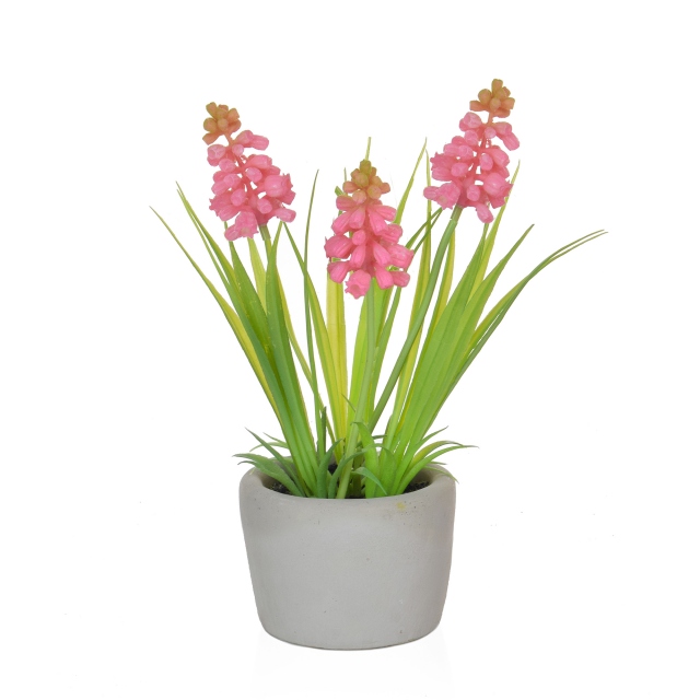 In Cement Pot - Hyacinth Pink