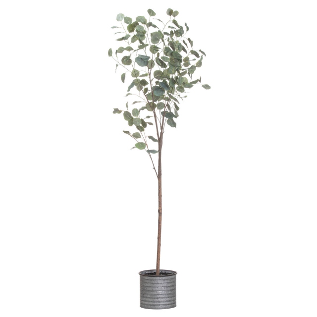 In Metallic Pot - Eucalyptus Tree