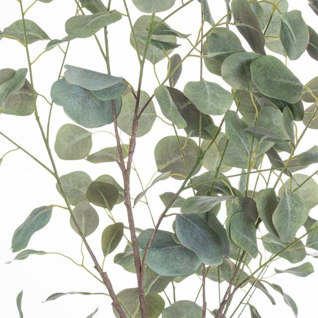 In Metallic Pot - Eucalyptus Tree