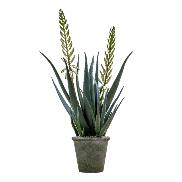 Potted with Flowers - Aloe