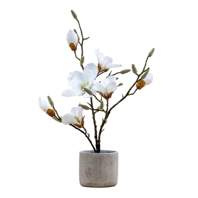 Potted Plant - Magnolia