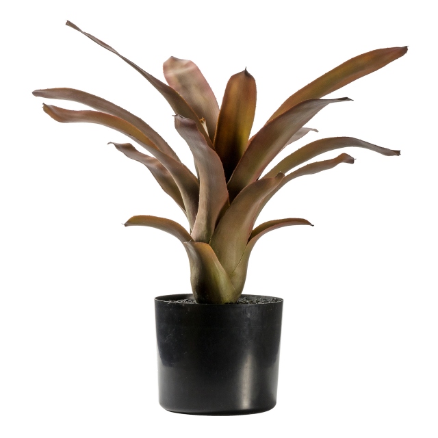 Potted Plant - Bromelaid Russet