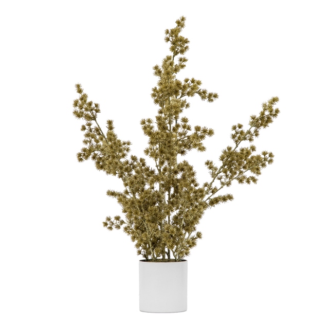 Potted Plant - Cedar Pine