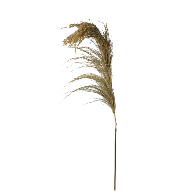 Dried Wheat Spray - Nataly