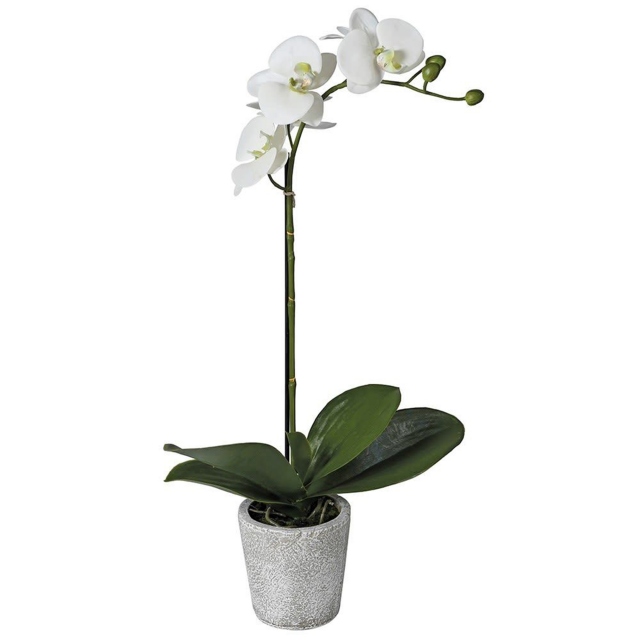 Single Phalaenopsis in Pot - White Orchid