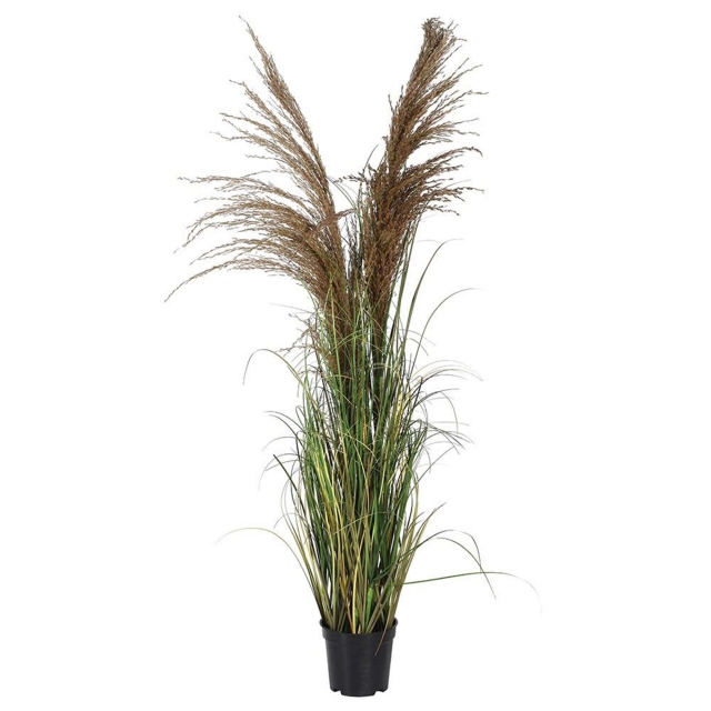 In Black Pot - Wheat Grass