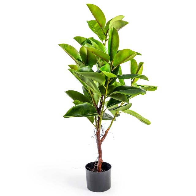 Large Rubber Plant - Cooper