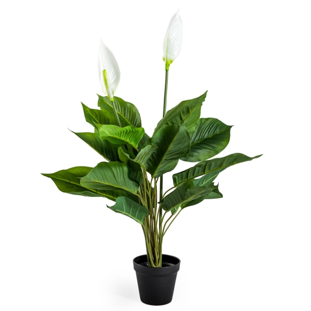 Peace Lily Plant - Suomi