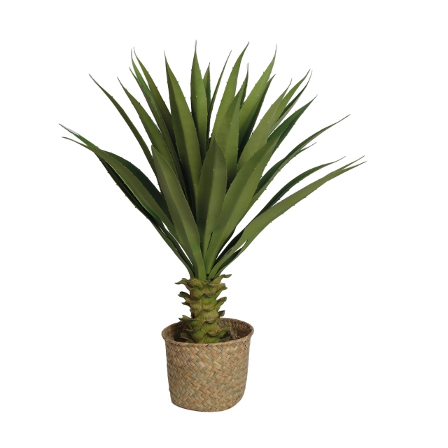 Basket Potted Plant - Succulent