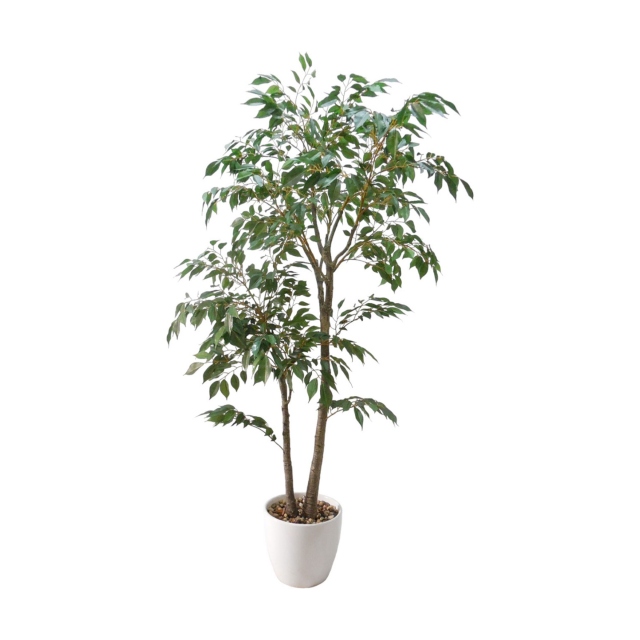 Potted Plant - Ficus