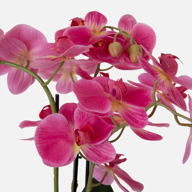 Pink in Ceramic Pot - Orchid 2 Stem Arrangement