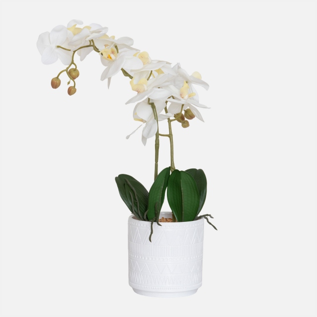 White in Ceramic Pot - Orchid 2 Stem Arrangement