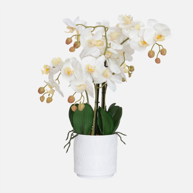 White in Ceramic Pot - Orchid 3 Stem Arrangement