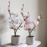 Potted Plant - Magnolia